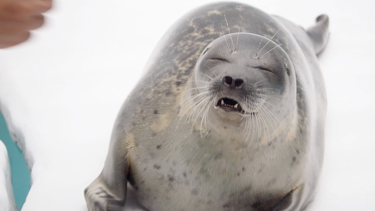 エサいらない！と難しいお歳頃のワモンアザラシのミゾレちゃん