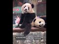 Twins love panda chongqingzoo yuke yuai brothersister brother sister love sweet
