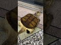 Shell yeah, I’m adorable 🐢 #CuteTortoise #AnimalReels #ViralNow