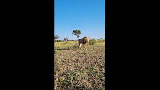 Scorro Orpen Jr Male Lion Latest Sighting