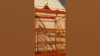 CIBLEK BREN ISTIMEWA BY MR. KRK ~ DOLLY