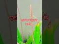 एलोवेरा के फूल के फायदे #biology #science #class10biology #class10science #education #class