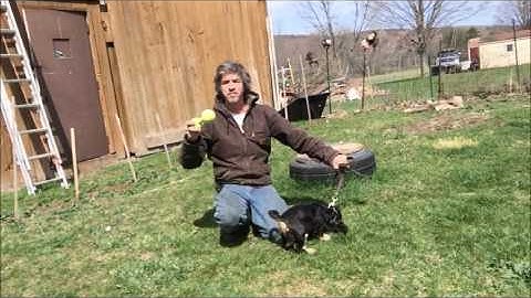 Puppy Training Basics, sit and hold object