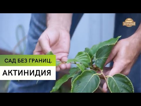 Актинидия \ Выращиваем киви на даче \ Сад без границ