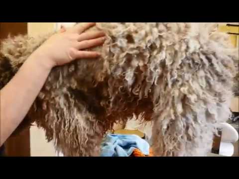 Videó: Miért Olyan Fontos A Kutyakozmetika Télen?