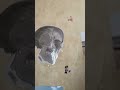 Щ ШЄШ Ш ЩЃШґ Ш Щ Ш Щ Ш ШЁШ ШіЩ ЩѓЩ Ш Щ в ҐпёЏв ҐпёЏ Youtubeshorts Shorts Funny Щ ШЄШ Ш ЩЃШґ Ш Щ Ш Щ Ш ШЁШ ШіЩ ЩѓЩ Ш Щ в ҐпёЏв ҐпёЏ Youtubeshorts Shorts Funny
