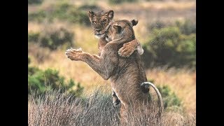 Funny Dancing Animals Compilation 2