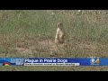 Rocky Mountain Wildlife Refuge To Reopen After Plague