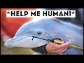 Dolphins That Asked People for Help &amp; Kindness