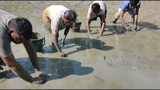 Mud Fishing Video.পুকুর ছেচে কাঁদার ভিতর থেকে অনেক দেশী ও পোনা মাছ ধরলাম। .Part 2