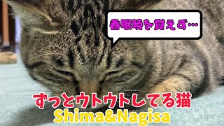 ずっとウトウトしてる猫