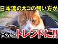 【海外の反応】これが日本の猫の飼い方か。【JAPAN応援】