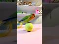 Bird Training:smart lovebird parrot l smart little cute parrot #training#smartparrot#cute