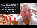 Quanta irrigazione nei Primi Giorni al Pomodoro nell'Orto #5