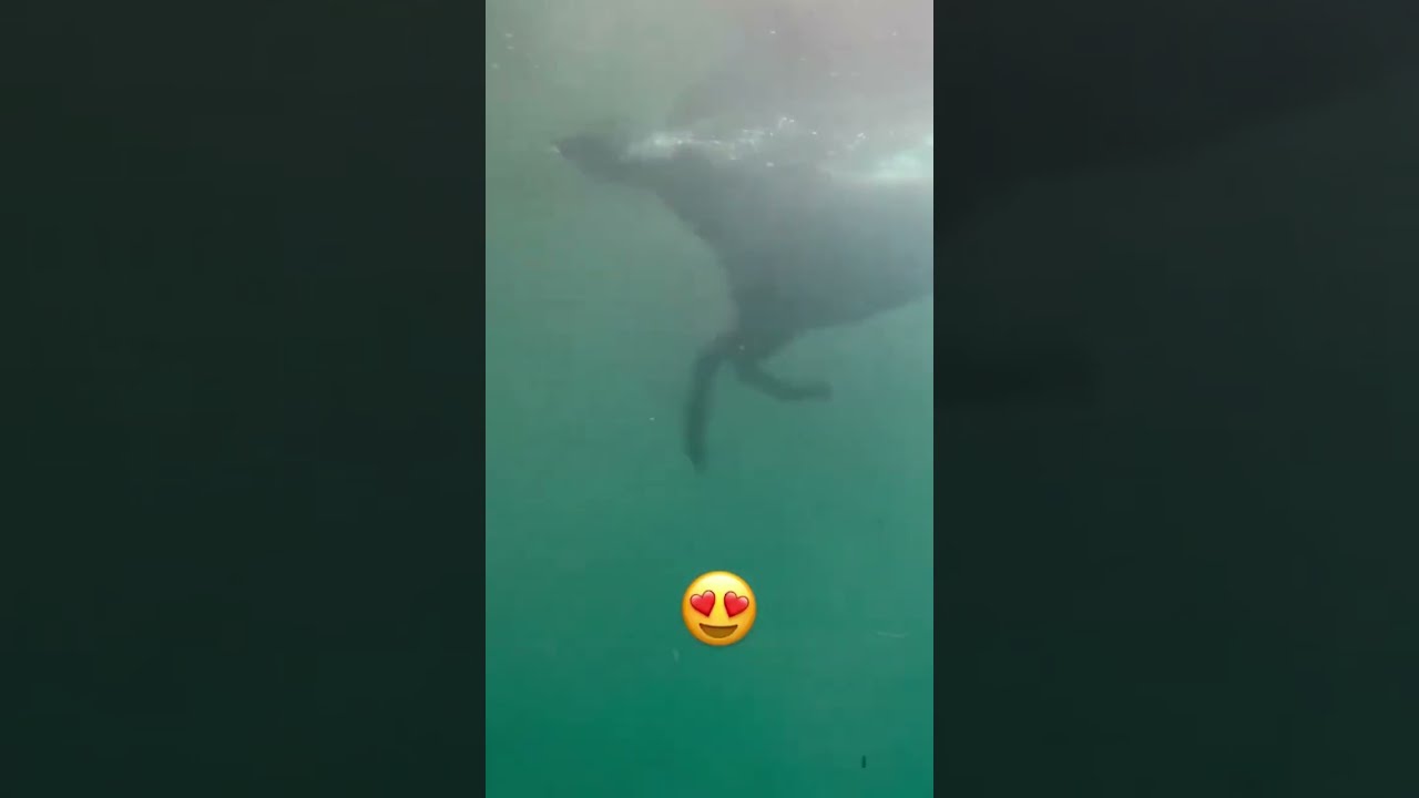 Wait Horses Swim 