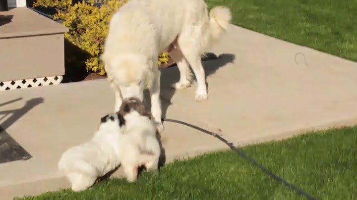 Great pyrenees golden retriever mix puppies for sale near me