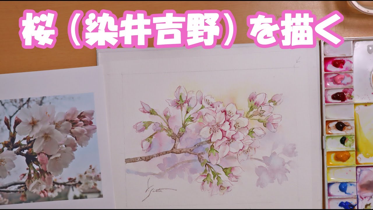 【透明水彩画】桜（染井吉野）を描く