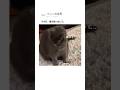 その日、猫は思い出した。