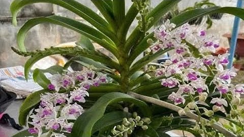 Lan ngọc điểm rừng thân tròn cổ lá thưa hoa dài dùng để ghép chậu rất đẹp. Sđt zalo 0987157820