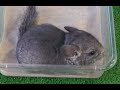 CHINCHILLAS - El baño con arena para las chinchillas. ¡Imágenes impresionantes!