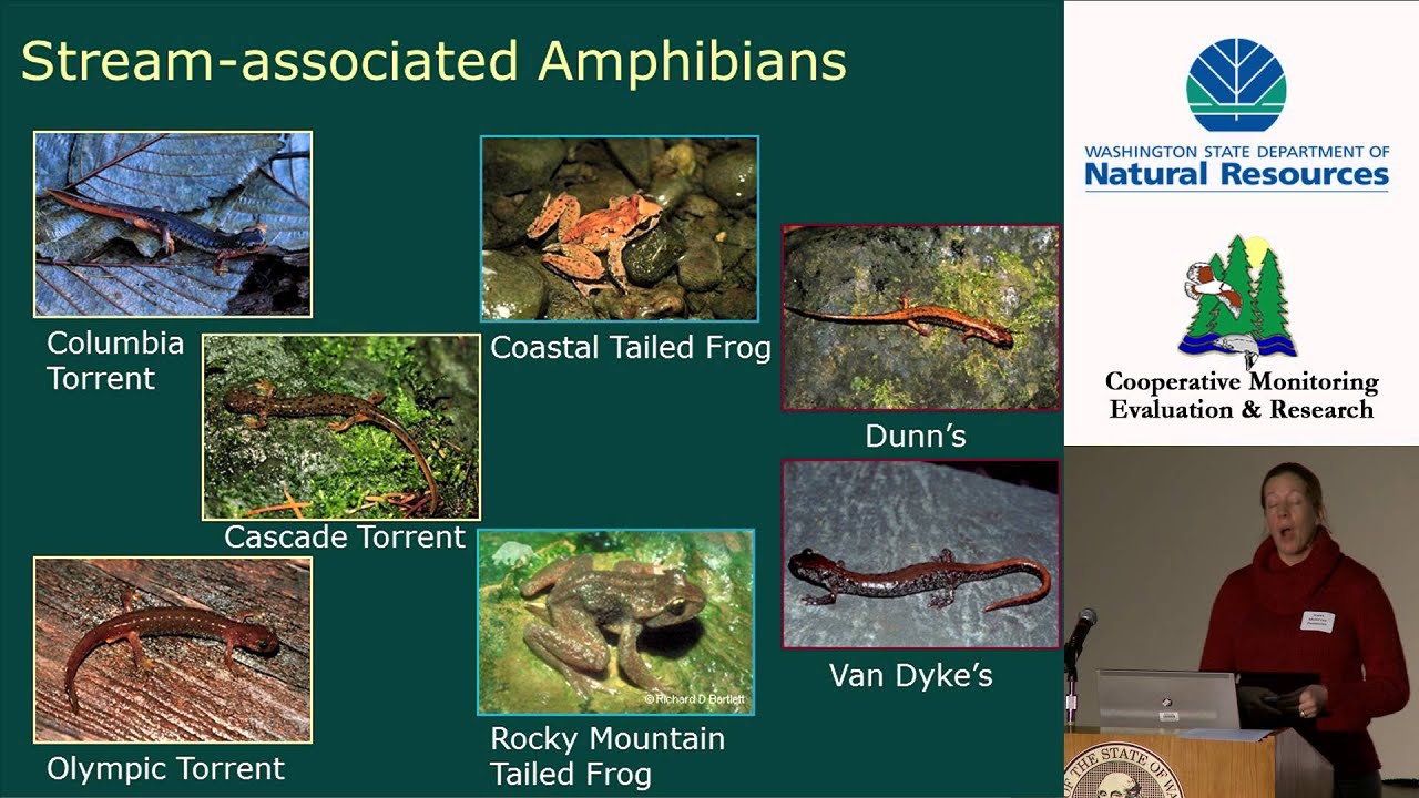habitat de las aves Basalt Lithologies Study: Type N Buffer Treatment by Aimee McIntyre