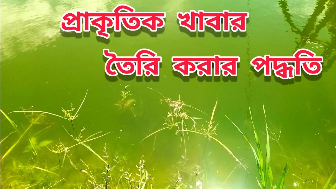পুকুরের জলকে সবুজ বা প্রাকৃতিক খাবার তৈরি করার পদ্ধতি ( How to Grow Plankton in Fish Pond )