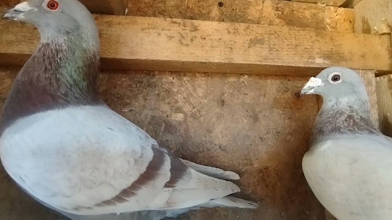 Clip doar cu porumbei 