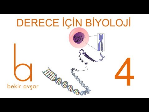 DNA 5'-3' REPLİKASYONU