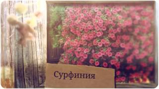 видео Ампельные цветы для кашпо: названия и фото