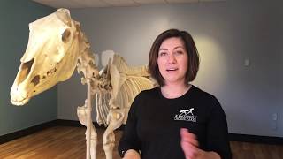Let's talk horse bones and teeth!