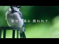 「夢の花」 歌:増田空人(ますだあきひと)