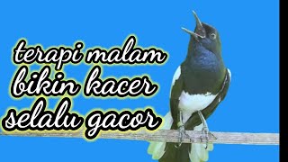 TERAPI MALAM|| KAER NGEPLONG SANTAI COCOK BUAT PANCINGAN KACER BAHAN AGAR CEPAT BUNYI DAN GACOR