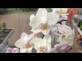 Шикарный завоз орхидей в Оби  27 марта 2019 г. Легато, Чармер ... на уценке - ванда!