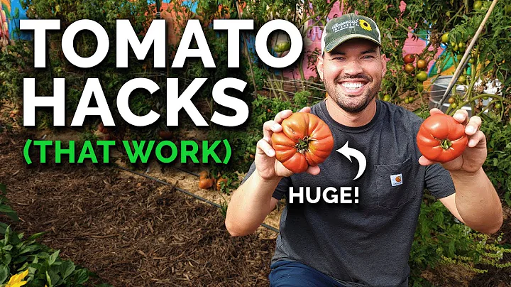 9가지 토마토 가꾸기 팁