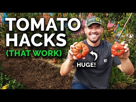 Video: Što je tropska rajčica: Savjeti za uzgoj tropskih rajčica
