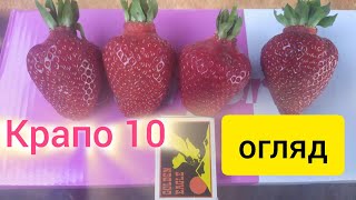 Огляд ремонтантного сорту Крапо 10! Саджати варто! АЛЕ...