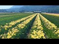 TULIP FORMS Canada May 28 2026 AM 