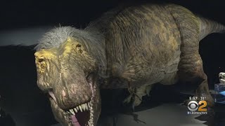 New TRex Exhibit At Museum Of Natural History
