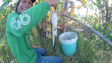 câu cá lóc bằng vịt con,bầy con đen,ổ trứng mới nở,cá to( t1)