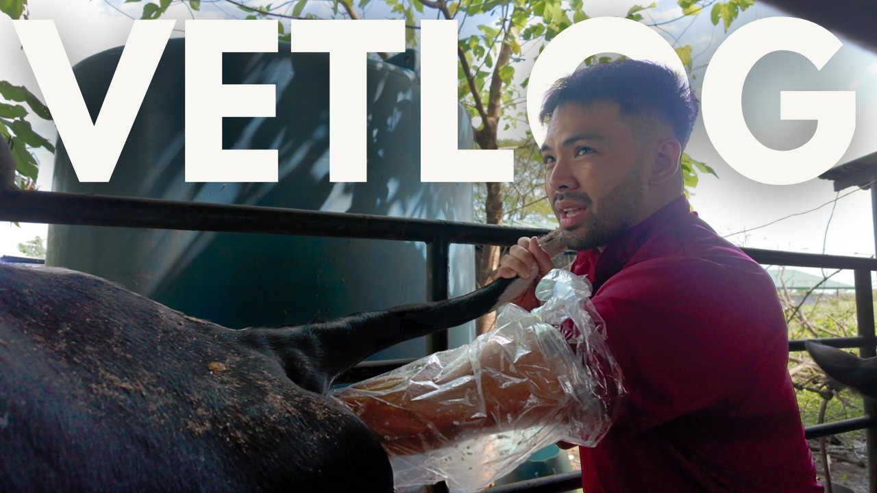 День из жизни студента-ветеринара: фистинг коровы + день занятий | VETLOG EP 1