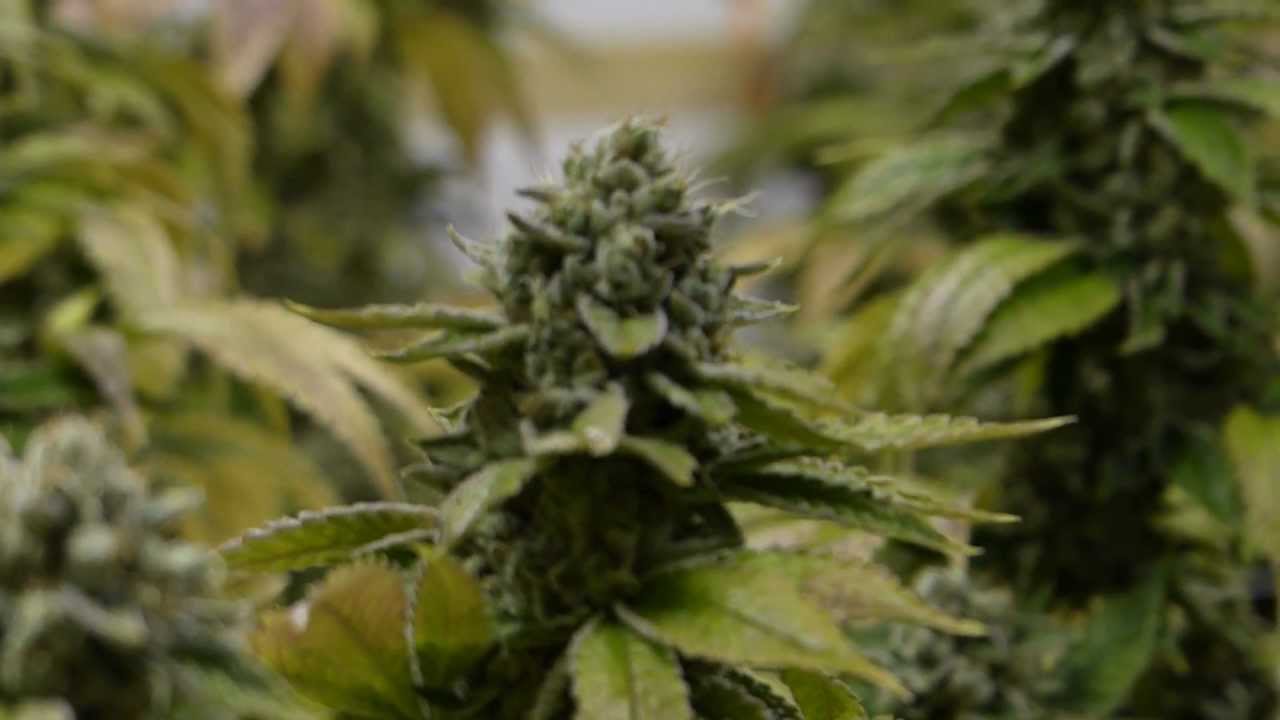 AN vs Heavy 16 Additive Shootout - Day 64 - Money Maker SFVOG 2nd Leg