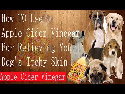 how-to-use-apple-cider-vinegar-for-relieving-your-dog