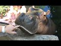 Home Safari - Zoofari Edition - Hippos Fiona & Bibi