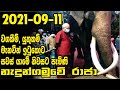 සාධුකාර මැද ගෙදර ආ නැදුන්ගමුව රාජාට ලැබුනු පිලිගැනීම | 2021-09-11| Nedungamuwa Raja | Siyane Plus