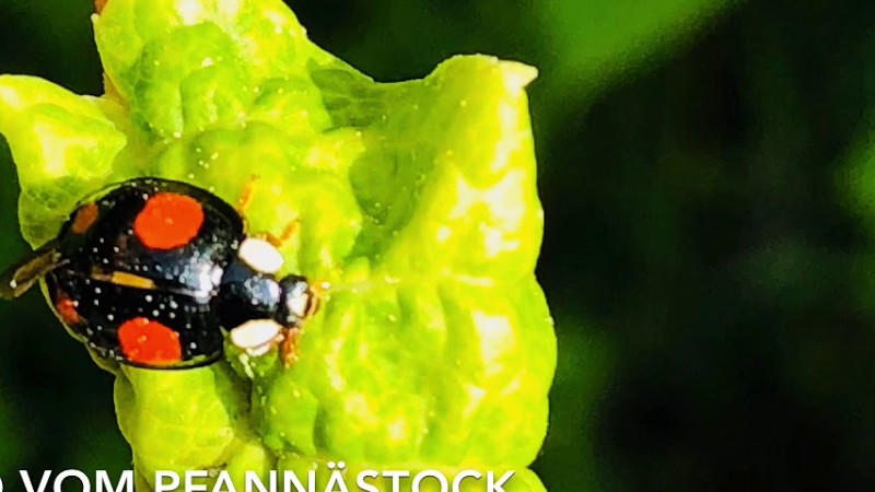 Mein Junges Leben - Echo Vom Pfannästock - Zogä Musig