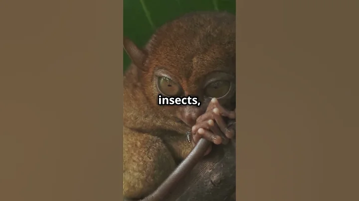 Fun Facts About Tarsiers You Didn't Know! ✨