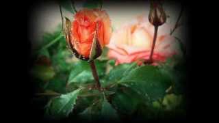 Nazlican Aşık Ali Yetimi