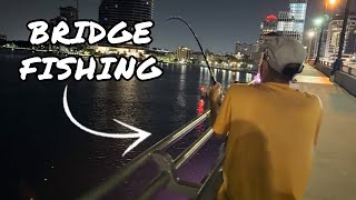 Tarpon, Snook and Giant Monsters Live Under This Bridge!!!