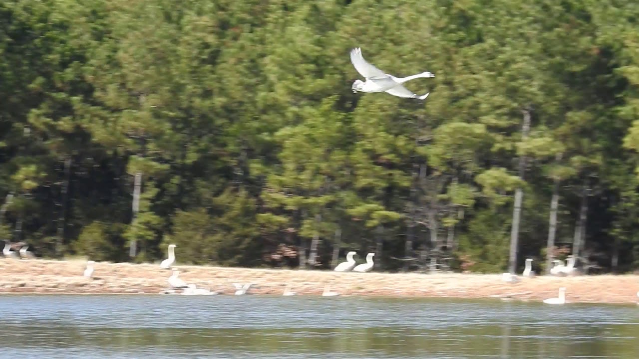 Trumpeter Swans in Heber Springs, Arkansas YouTube