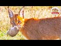 【超貴重映像】幻の野生ネコ『カラカル』の芸術的な狩りを撮った！【どうぶつ奇想天外／WAKUWAKU】